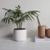 Plantas de decoração